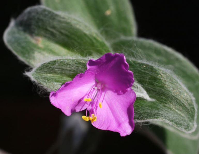 Традесканция силламонтана (Tradescantia sillamontana)