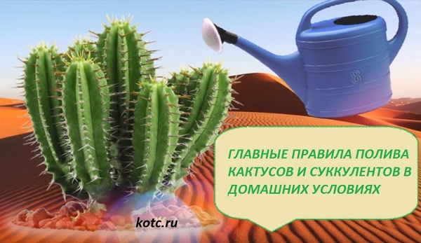 Как поливать кактусы