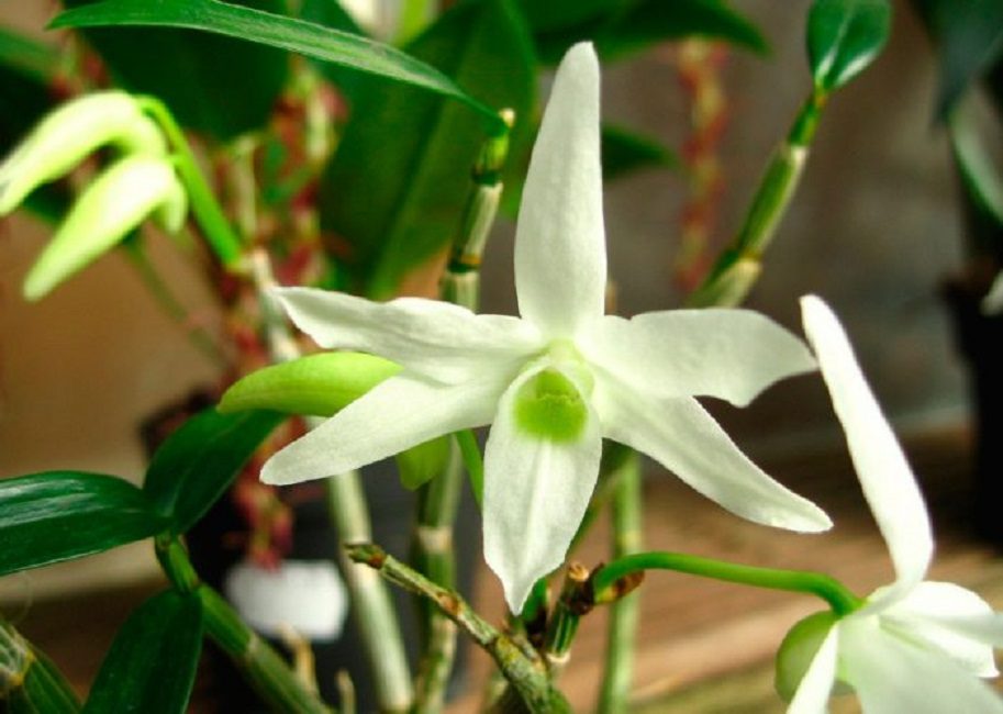 Dendrobium moniliforme