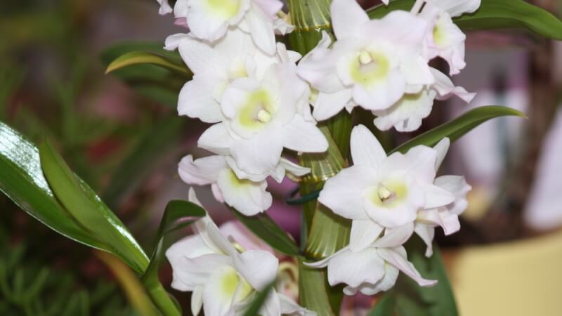 орхидея дендробиум нобиле уход