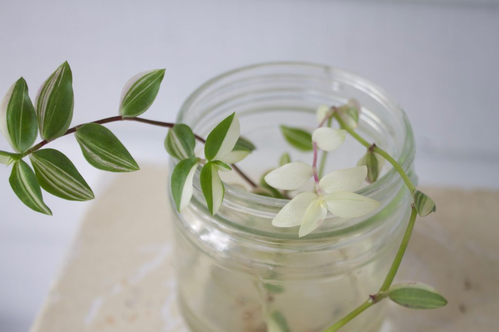 Tradescantia in water - leafandpaw.com