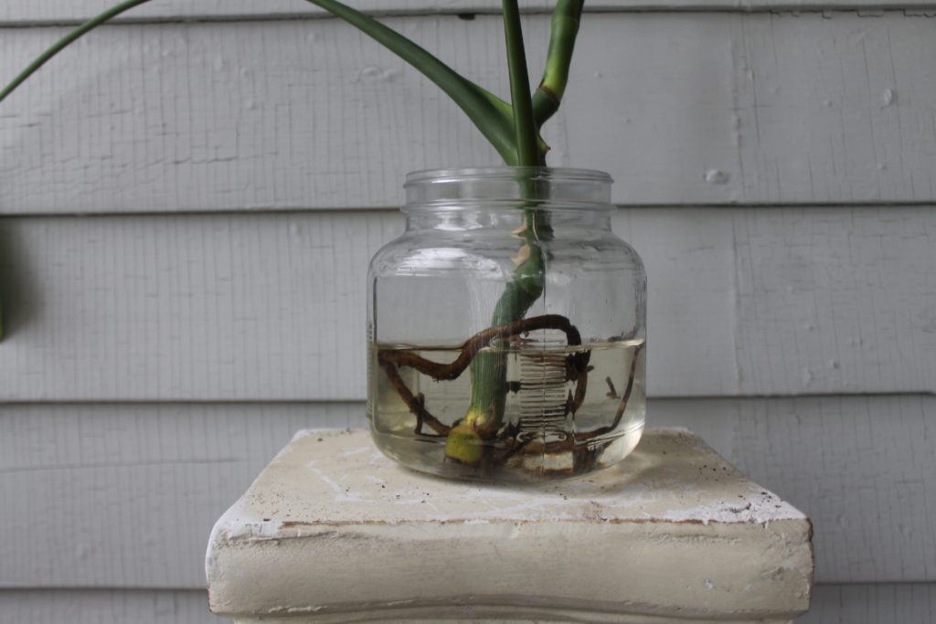 Monstera cutting in water - leafandpaw.com