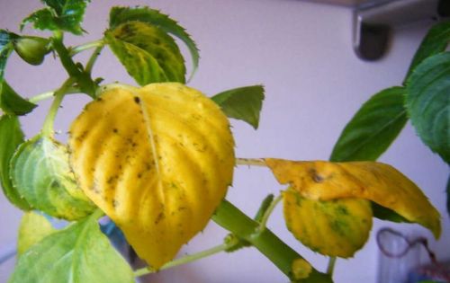 Желтые листья бальзамина