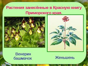 Растения из красной книги
