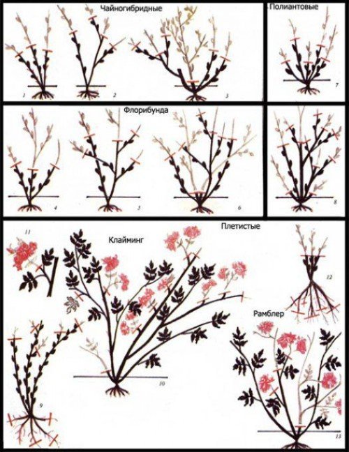 Обрезка различных видов роз
