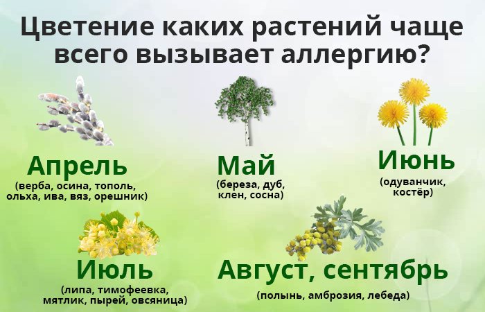 В какое время весной можно. Травы вызывающие аллергию. Растения вызывающие аллергию. Растения на которые бывает аллергия. Аллергические растения в августе.