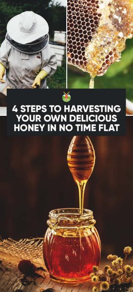 harvesting honey