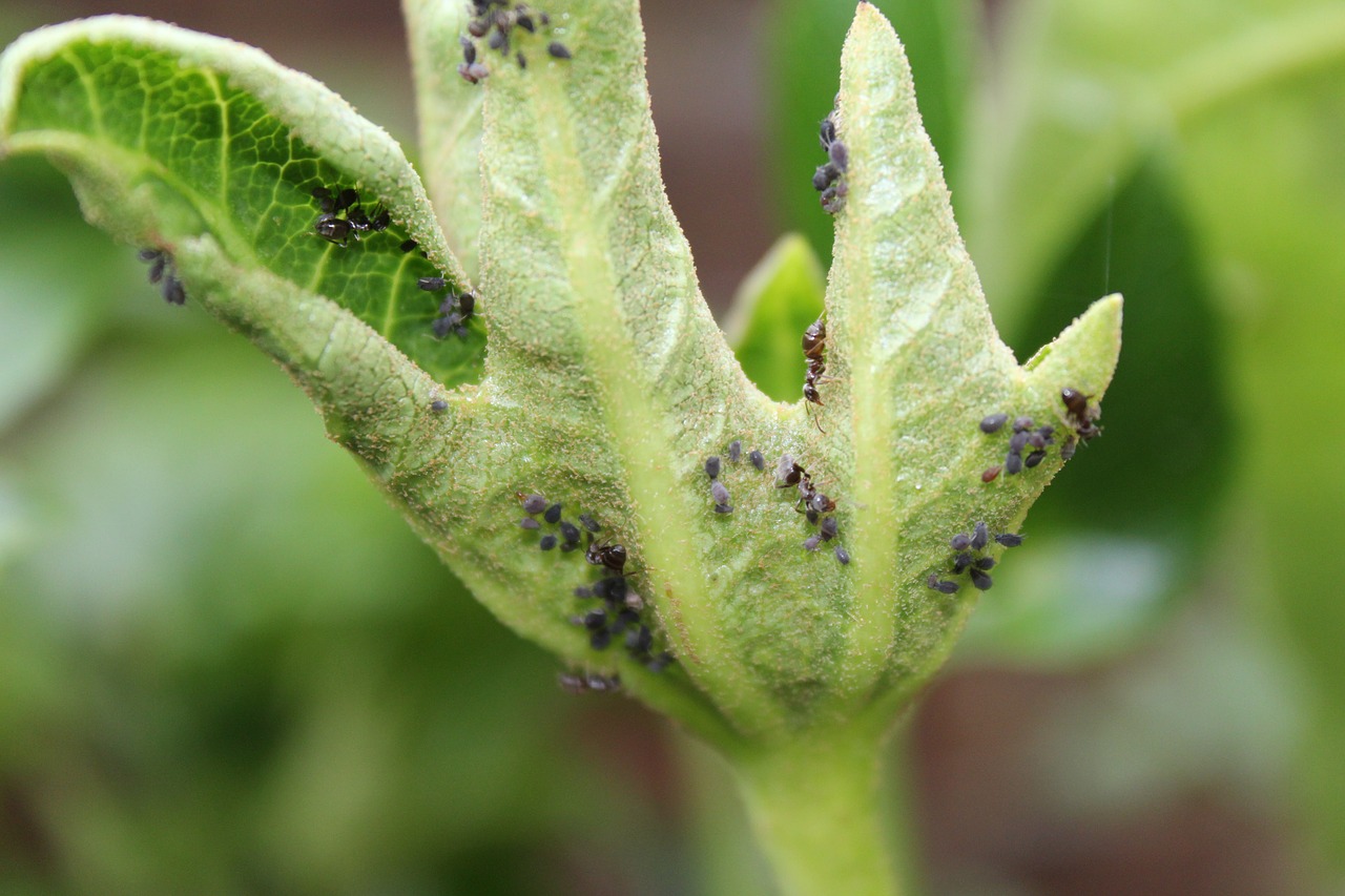 Aphids in a sickly leave