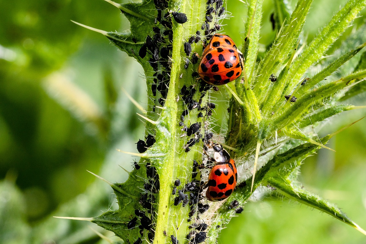 Ladybugs eating aphids