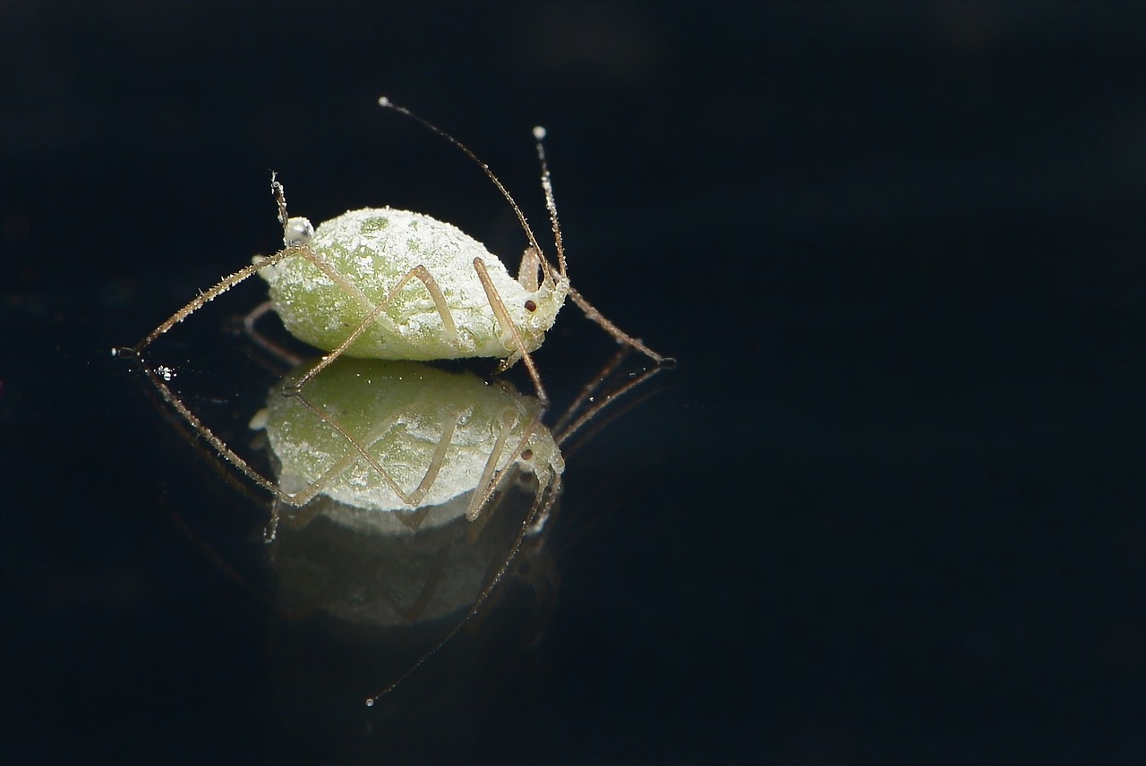 Solitary aphid