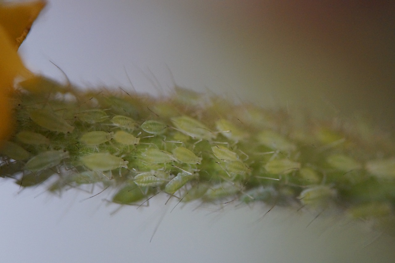 Aphids