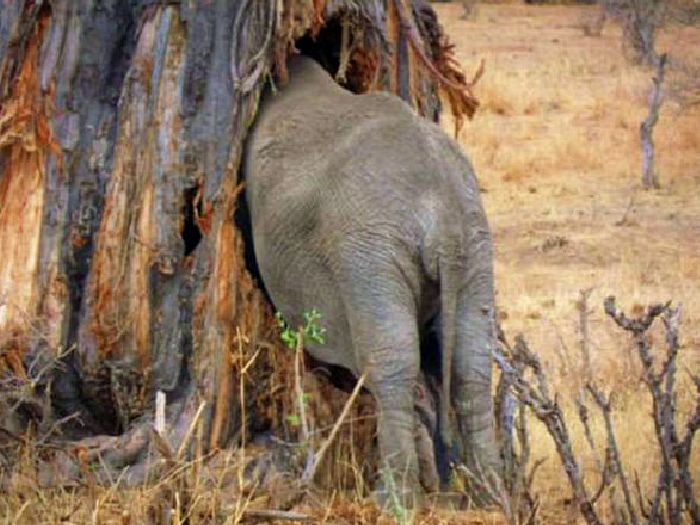 Слон в баобабе