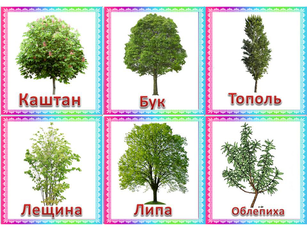 Породы деревьев в россии фото с названиями