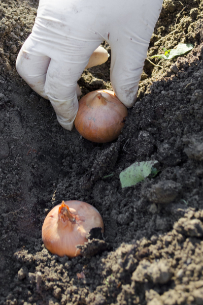 fall planting