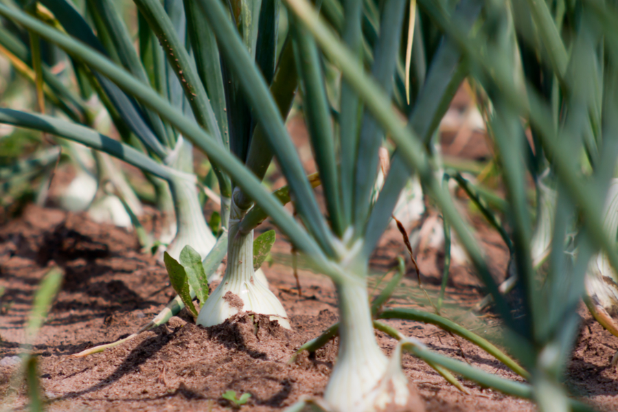 planting fall onions