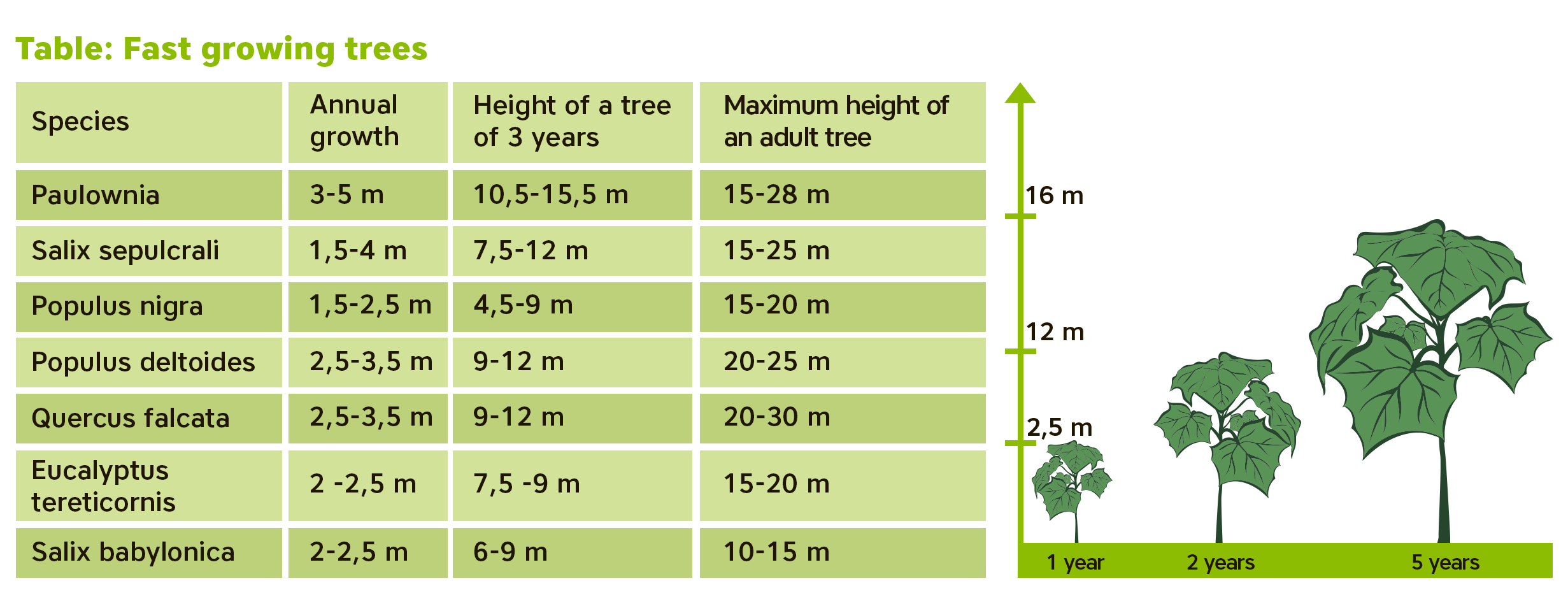 About paulownia