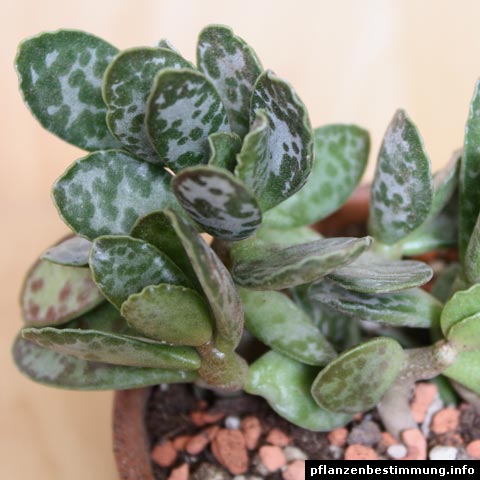 Adromischus alstonii