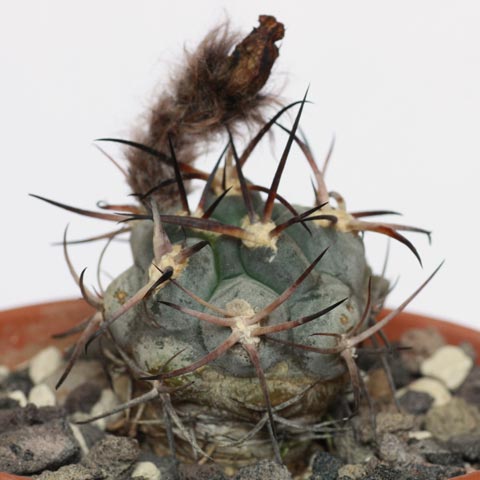 Acanthocalycium glaucum