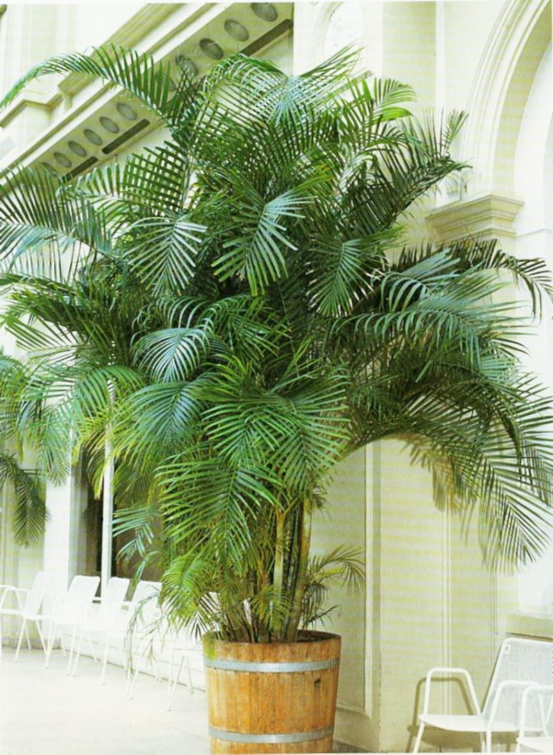 Комнатные растения как пальма фото и названия