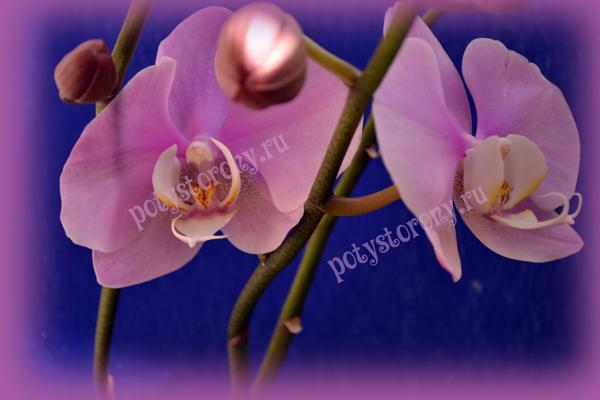 орхидея на подарок