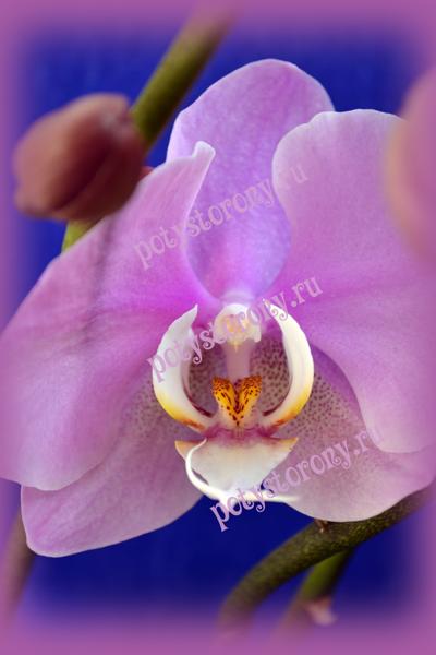 сердце цветка орхидеи