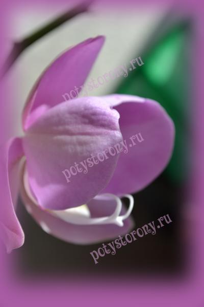 прекрасные цветы орхидеи