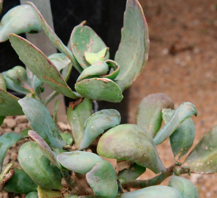 Каланхоэ Бента (Kalanchoe bentii)