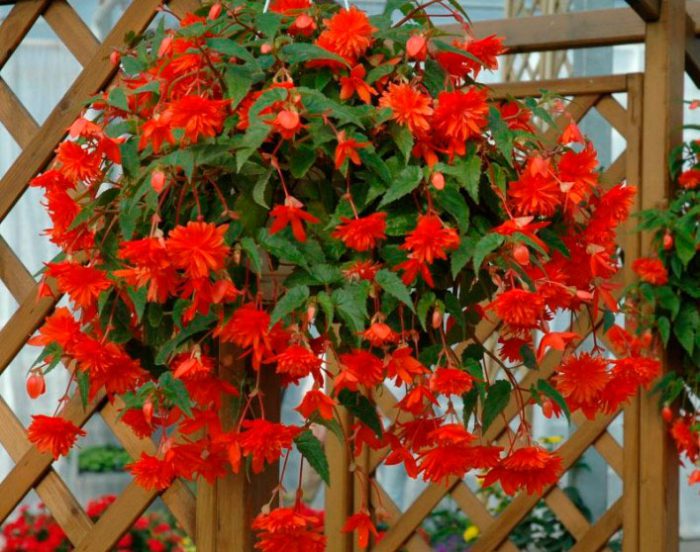 Бегония ампельная (Begonia x tuberhybrida pendula)