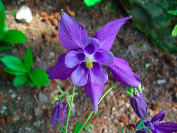 Аквилегия альпийская (Aquilegia alpina)