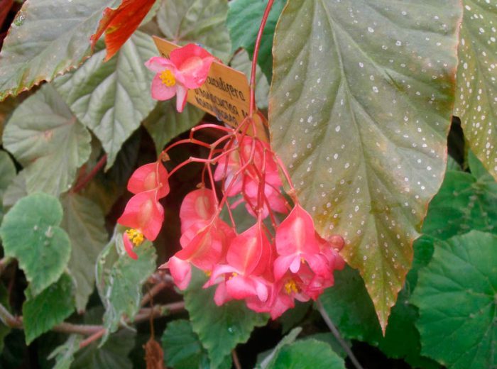 Бегония коралловая (Begonia corallina)