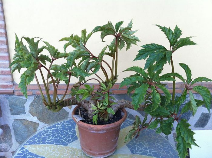 Бегония каролинолистная (Begonia carolineifolia)