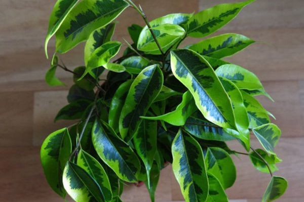 Ficus Anastasia