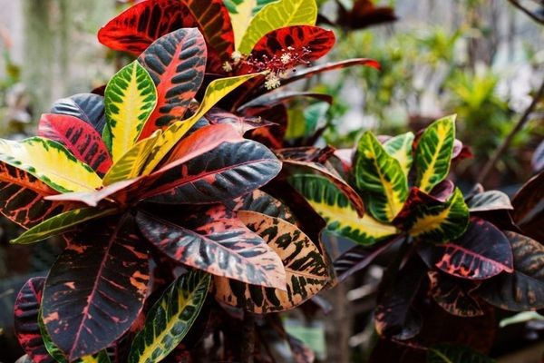 Разноцветные листья кодиеума