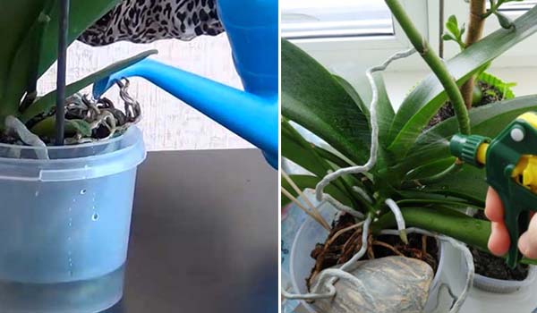 Как поливать орхидеи 