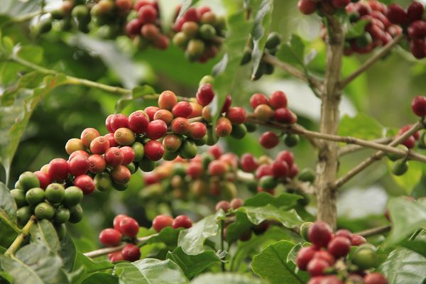 Конголезское кофейное дерево