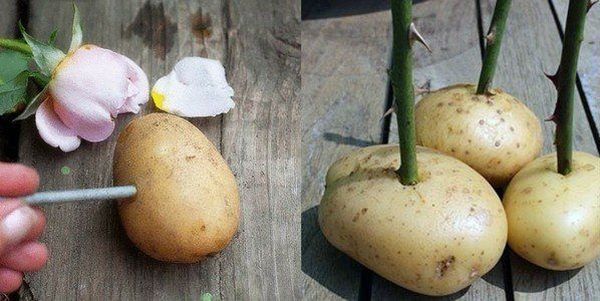 Укоренение черенка в клубне картофеля