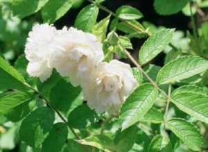 Сорта группы Гротендорст, к которой относится роза White Grootendorst, иначе называют «гвоздичными розами».