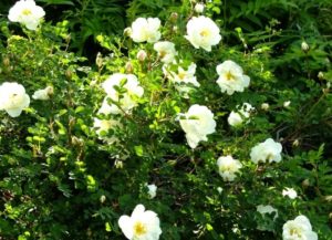 Роза Double Scotch White быстро осваивает территорию и может применяться для укрепления подвижных грунтов.