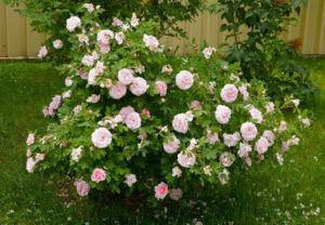Белые парковые розы могут обладать небольшим «румянцем», как сорт Martin Frobisher.