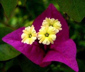 Бугенвиллия цветок и прицветок