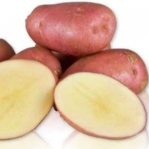 Сорт картофеля Дезире