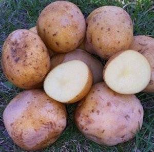 Сорт картофеля Електра