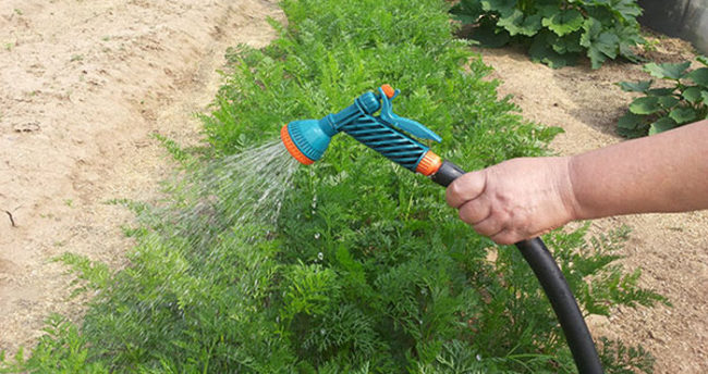 Посадка моркови: когда сеять и как сажать правильно
