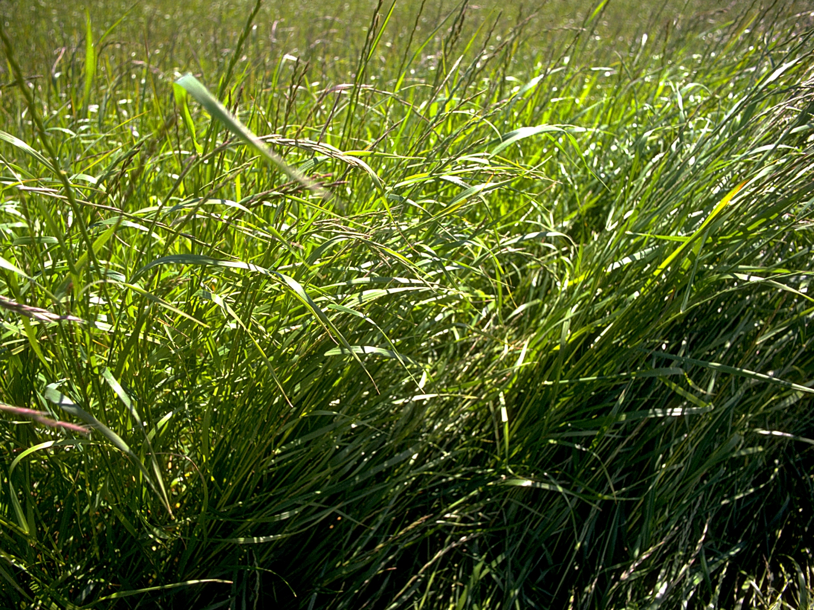 Какая многолетняя трава лучше. Райграс Луговой. Райграс пастбищный. Райграса (Lolium perenne). Рай с Грайс пастбещный.