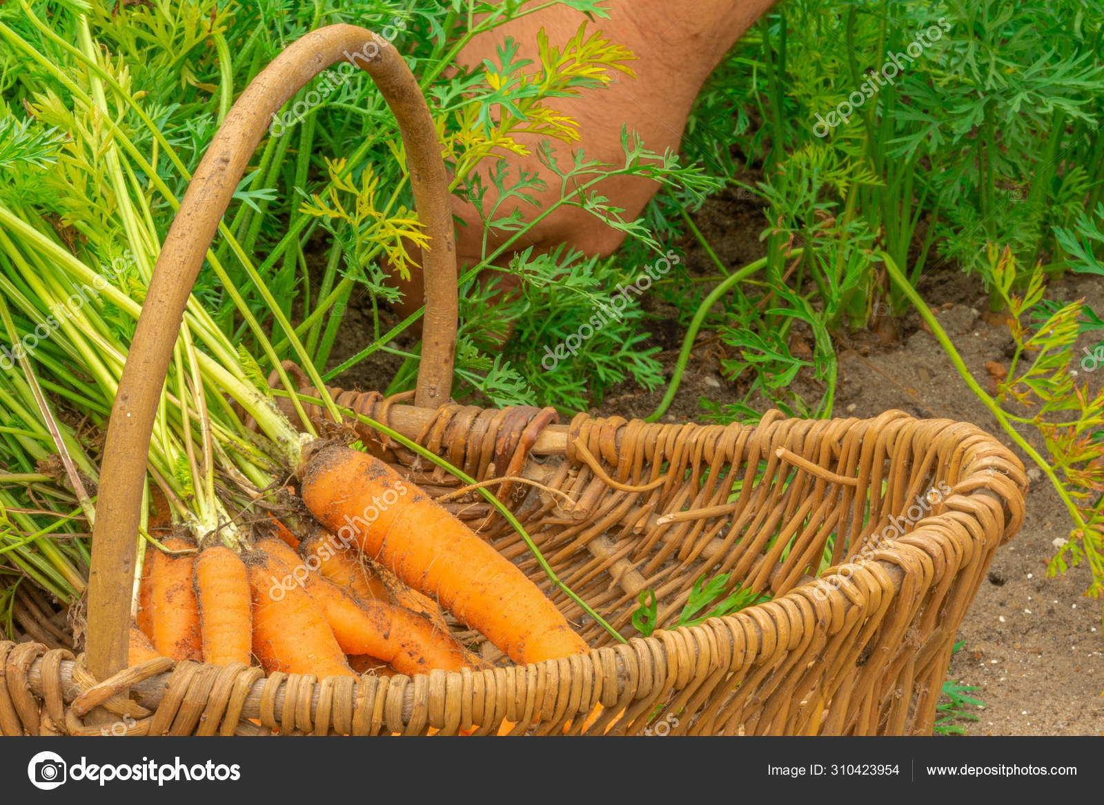 Большой урожай морковки