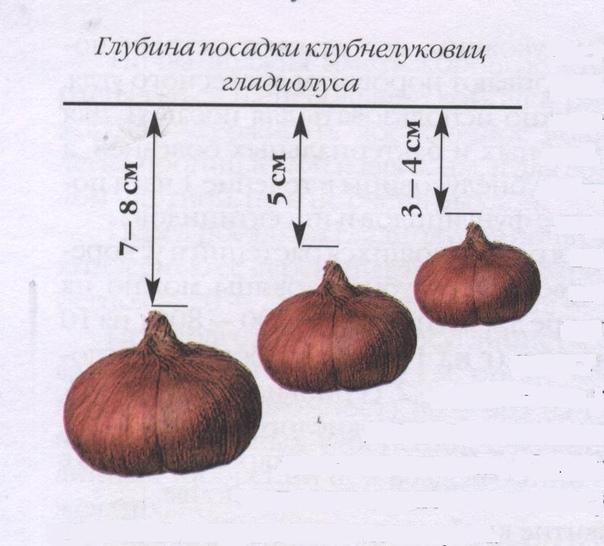 Схема посадки луковичных цветов