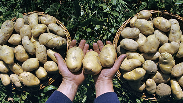 Севооборот - важная составляющая ухода за картофелем