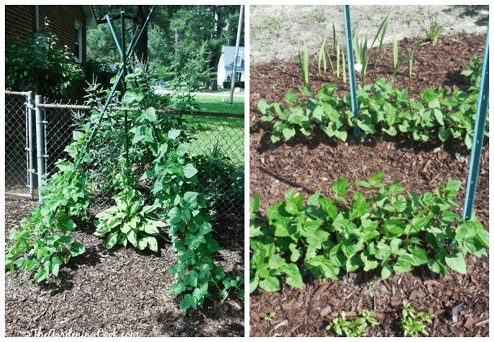 Pole beans and bush beans grown very differently