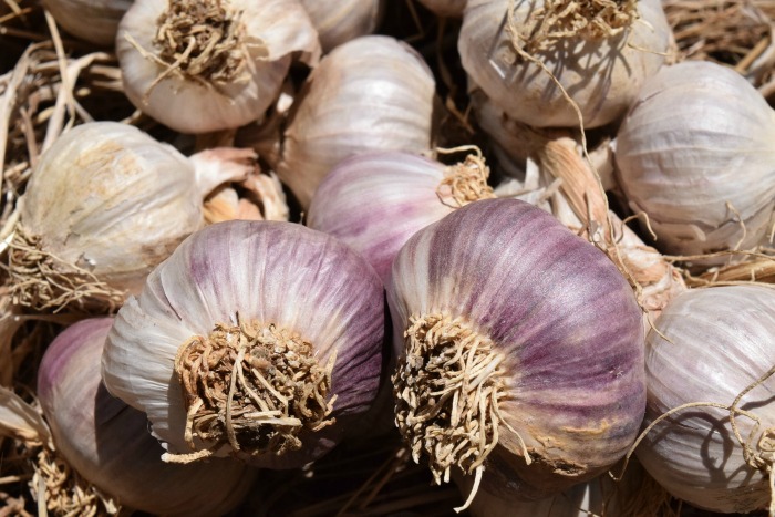 Garlic is so often used in cooking. Fall is the best time to plant it so that you have plenty next year.