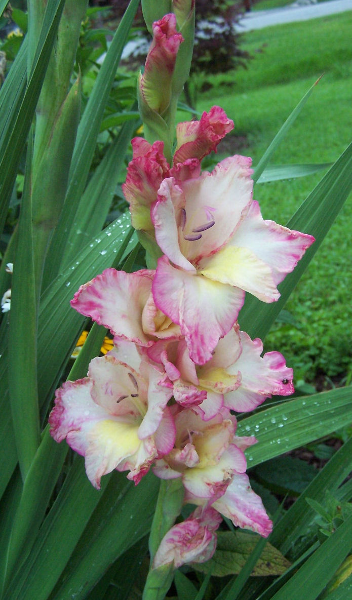 pink yellow gladiolus
